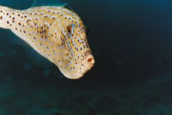 Scrawled Filefish. Big Island, Hawaii. This one actually ... by Jacques Miller 